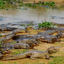 Crocodiles more or less directly on the street